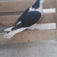 کفتر|پرنده|تربت‌حیدریه, ۴۵ متری|دیوار