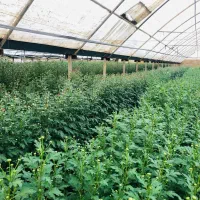 گل داودی تعداد/ در ۴ فصل سال|گل و گیاه طبیعی|پاکدشت, پاکدشت (مامازند)|دیوار