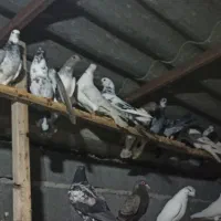 کبوتر  پرشی