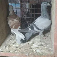 کبوتر جوجه مسافتی|پرنده|دلند, |دیوار