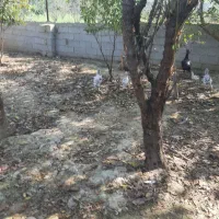 فروش و معاوضه جوجه برهما از پدر مادر وارداتی|حیوانات مزرعه|قائمشهر, |دیوار