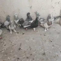 کبوتر  وپرنده|پرنده|شیراز, شهدای شهرک سعدی|دیوار