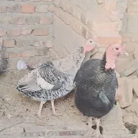 حیوانات بالدار|حیوانات مزرعه|خاش, |دیوار