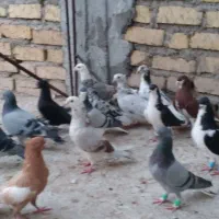 کبوتر بهبهونی شهری