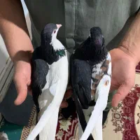 کبوتر ساده چپ