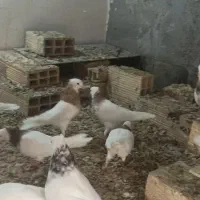 کفتر طوقی|پرنده|نیشابور, مازول|دیوار