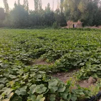 فروش خیارشور زوارم،۱۱۰ ۱۲۰ دبه