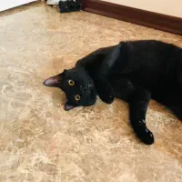 واگذاری فوری