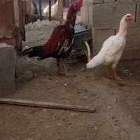 تخم لاری|حیوانات مزرعه|گمیشان, |دیوار