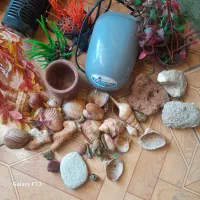 لوازم اکواریوم|ماهی|لنگرود, |دیوار