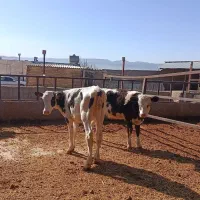 گوساله سیمینتال