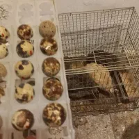 بلدرچین تخمگذار|حیوانات مزرعه|اردبیل, |دیوار