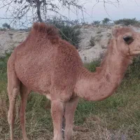 شتر نر|حیوانات مزرعه|قشم, |دیوار