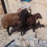 قوچ اصیل نژاد شال سرحال یه شیره