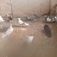 تعداد ۳۰ تا جوجه و۲۰ عدد نر وماده|پرنده|نهاوند, |دیوار