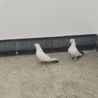 کبوتر دمبی نروماده|پرنده|بهبهان, |دیوار