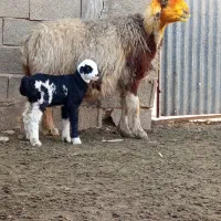 16راس میش بره دار