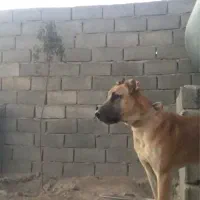 سگ سرابی توله ۹ماهه|سگ|شهریار, اصیل آباد|دیوار