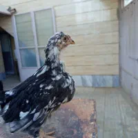 نیمچه گلین خروس آینده دار|حیوانات مزرعه|شهرکرد, |دیوار