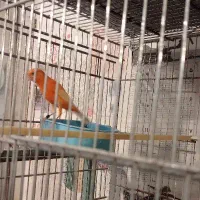 قناری نر|پرنده|اردبیل, |دیوار