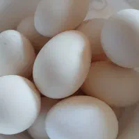تخم مرغ محلی گلین