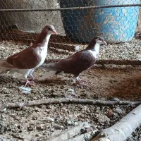 کفتر طاقی|پرنده|آران و بیدگل, |دیوار