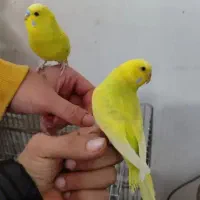 مرغ عشق‌ طوطی‌ رنگین‌کمانی|پرنده|گلستان (تهران), |دیوار