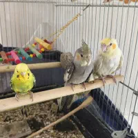 فروش عروس هلندی