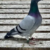 نر عراق مسابقه ای