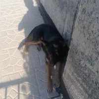 سگ ژرمن فروش یا معاوضه|سگ|دماوند, دماوند|دیوار