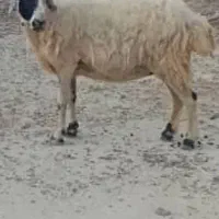 کهره اغوس ومیش