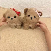 پودل مالتیز فقط امشب تخفیف ویژه