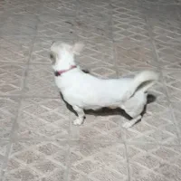 واگزاری سگ|سگ|سبزوار, مدرس|دیوار