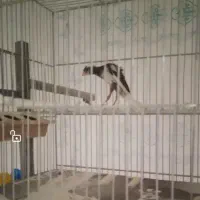 قناری نر|پرنده|شهرضا, |دیوار