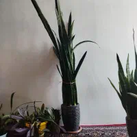 گل سانسوریا سالم وسرحال|گل و گیاه طبیعی|اردبیل, |دیوار