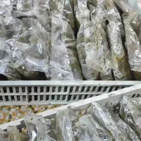 سبزی خورشتی