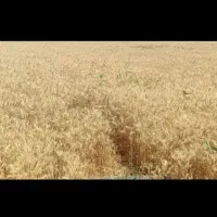 کاه گندم کاهکوب