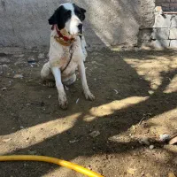 سگ گله|سگ|داران, |دیوار