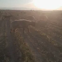 قوچ فروشی|حیوانات مزرعه|مرودشت, محمد آباد|دیوار