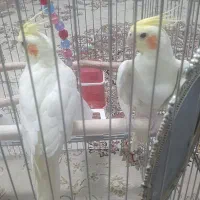 یک جفت عروس هلندی و طوطی برزیلی|پرنده|ری, فیروزآبادی|دیوار