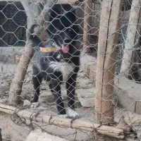 سگ ژرمن هاسکی