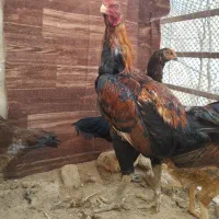 تخم مرغ لاری اصیل