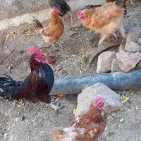 مرغ محلی|پرنده|سرپل ذهاب, |دیوار