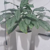 گل با گلدان