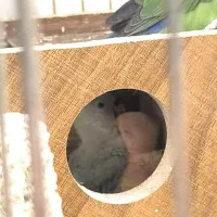 فروش یک جفت کوتوله برزیلی مولد|پرنده|اصفهان, شهرک کاوه|دیوار