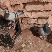 کبوترپلاکی