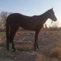 مادیون و کره|اسب و تجهیزات اسبسواری|پیشوا, |دیوار