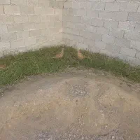 مرغ خروس تزینی|حیوانات مزرعه|رشت, ولکس|دیوار