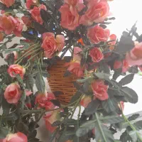 گل مصنوعی|گل مصنوعی|کرج, اصفهانی‌ها|دیوار