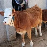 خرید‌وفروش گاووگساله